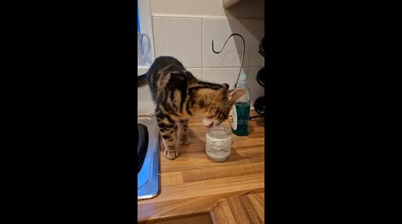 Cheeky young kitten licking jar of yoghurt in kitchen