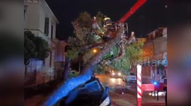 Italy: Powerful Winds Topple Trees as Firefighters Clear Roads and Secure Shutters in Marche