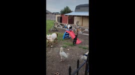 Perez Backyard Drama