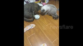 China: A Rude Robber Cat