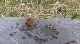 Hornet Preys on Ants