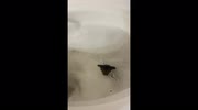 temp