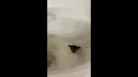 Cat calmly enjoys a bath in West Virginia, USA