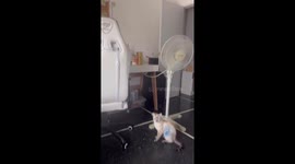 Smart cat brings candy on request in Montevideo, Uruguay