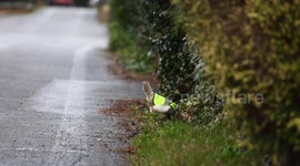 Chicken that loves to wander given high vis jacket to help it cross the road