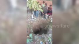 Brave animal rescuers save cow trapped in deep well