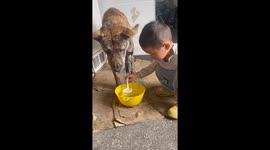 Bossy toddler makes pet dog drink spoonfuls of water