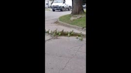 some parrots taking a little bath in a puddle on the street in christmas