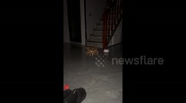 China: A Dog Sleeps in a Funny Posture