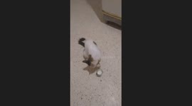 Un chat qui buvait du lait n arrivait pas à boire du coup ils utilisent ses pattes