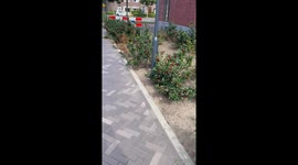 Resident catches huge spider in bushes in the Netherlands