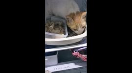 Pet cat climbs into fridge to feast on family's food