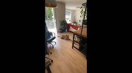 My dog is mad at me because I embarrassed him in front of our guests