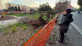 The park that was seized by the Rome Prosecutor's Office with a tree on the ground while some passers-by comment on the scene where last December 23 a 45-year-old mother lost her life after being hit by a tree that fell following a gust of wind in a perip