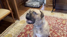 Adorable Bullmadstiff Puppy Stunned After 