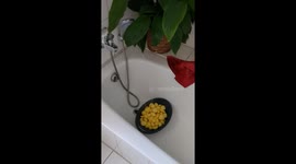 A bunch of potatoes are washed in a bathtub in preparation for cooking.