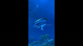Robotic whale shark takes center stage in China's aquarium