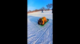 Skiing French Bulldog Captured Hearts in Harbin, China