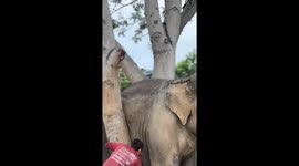 Clumsy elephant somehow stuck between tree branches needs cutting free
