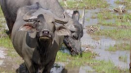 Small herd of water buffaloes grazing in a flooded field in Thailand