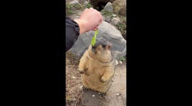 Zoo visitors trick groundhog by placing vegetable on its face