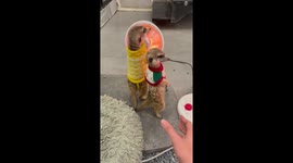 Pet meerkats keep warm in front of electric fan