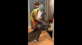Merlin the Pig Greets Trick-or-Treaters
