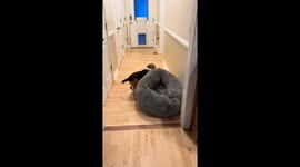 Beagle Dog Tries To Sneak Bed Outside