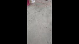 Tens of thousands of flies appear in many houses in Tuyen Quang area, Vietnam