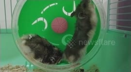 funny hamster disturbing her mate sleeping on wheel