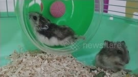 Hamster - When one want to keep fit and another one want to gain weight