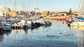Many seagulls fly in the Darsena and in the background the boats moored on a warm and sunny December day in Fiumicino.
