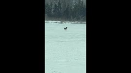 Kind Man Rescues Deer From Frozen Lake