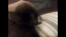 Fluffy Bunny Rose on my three piece sweet relaxing in the warm