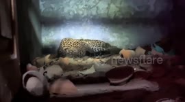 Leopard rescued from monastery after lengthy seven-hour rescue operation