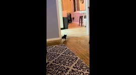 Big cat and kitten mimic each other in Massachusetts