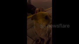China:  A record about people petting a street dog
