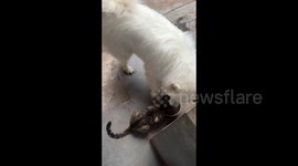 China: Samoyed Protects Its Food from A Cat