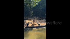China: A Kangaroo Gets Beaten by Two Birds