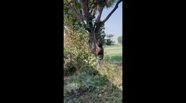 Dog rescued from a well in Uttar Pradesh, India