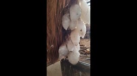 Winter's grip: The unusual ice formation on a camel's fur in Xinjiang