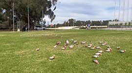 Australian PM spruiks 2025 opportunities to grow stronger in New Year's message