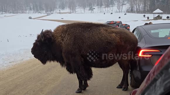 Bison Rests Against Tesla Car