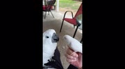 temp