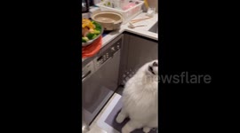 Hong Kong: A Dog Howling Like a Wolf for Food