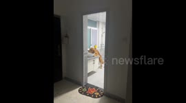 China: Golden Retriever's Resentful Look While Drinking Water