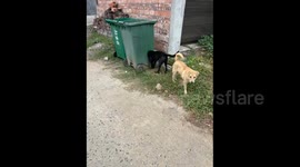 China: Dog’s Head Stucks in a Trash Can