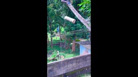 Unique tree cutting in Tamil Nadu