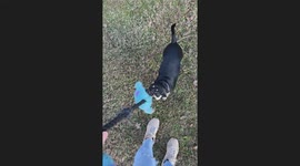 Willow playing with her rope toy growling away outside in the front yard