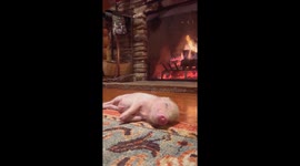 Pickle the teacup piggy getting toasty by the fire.